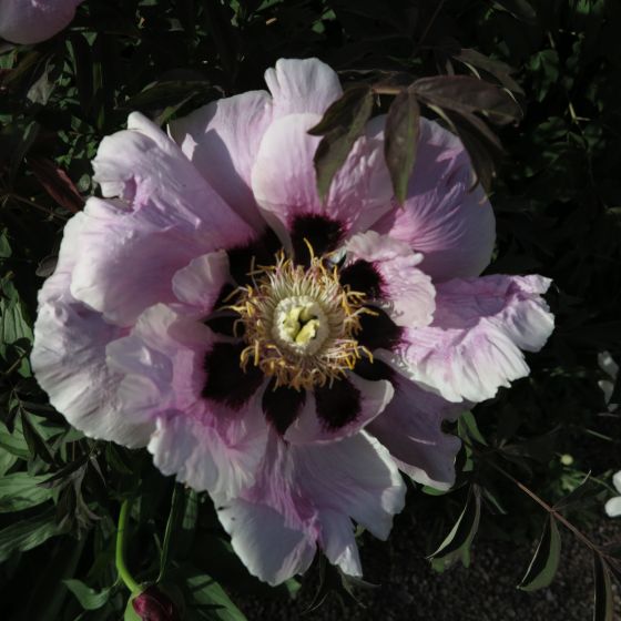 rapport, buskpion blom