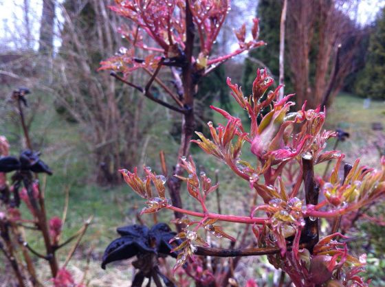 rapport buskpion, vår