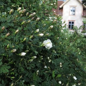 Blom, gammeldagsrosor