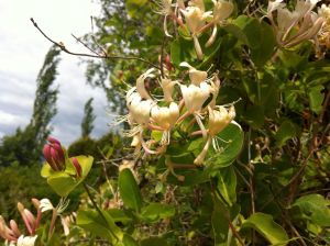 Blom, kafrifol, nära