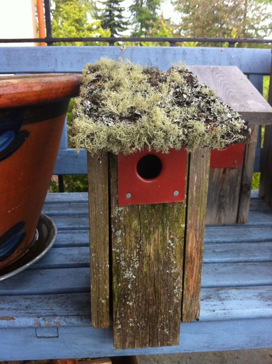 Tomas, bästa holken