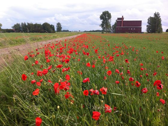 vallmofält vallmofält