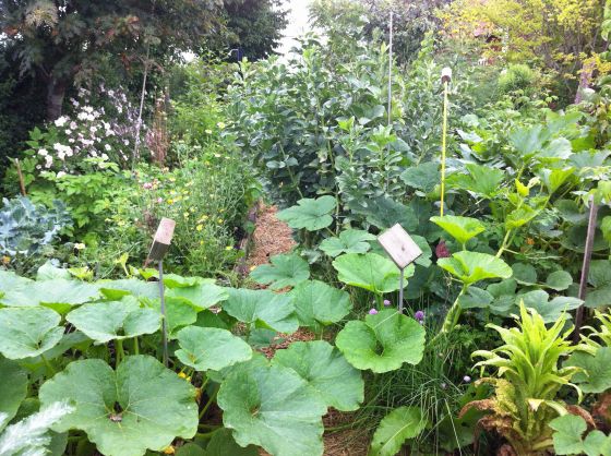 Pumpa grönsakslandet