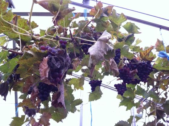 mirakel druvor 14 nov