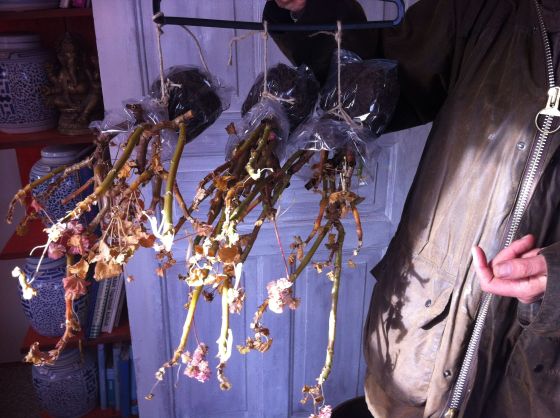 pelargoner, vinterförvaring