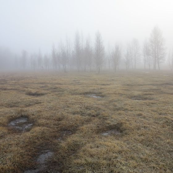 morgon vid Tåkern 2