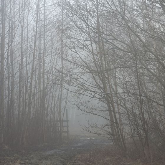 Morgon vid Tåkern 3