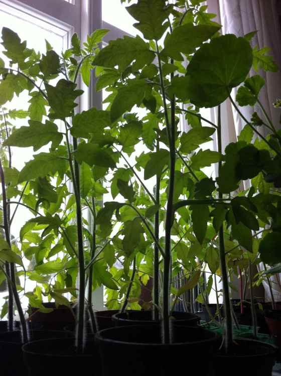 tomatplatorna 13 april