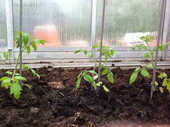tomatplantor
