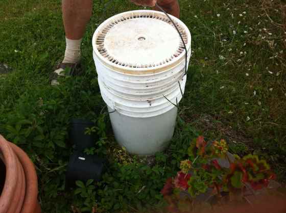 spannen med vallört