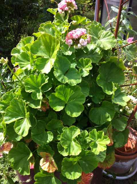 pelargon med för mycket näring