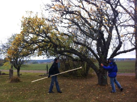 Åkeröträdet, 90år
