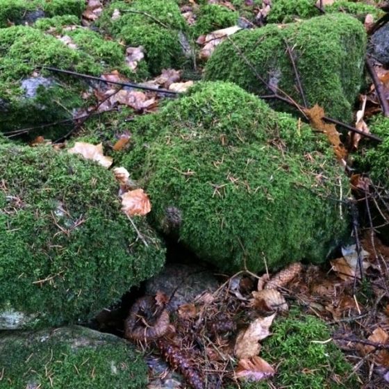 mossa-skogen