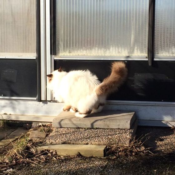 Angel till växthusen