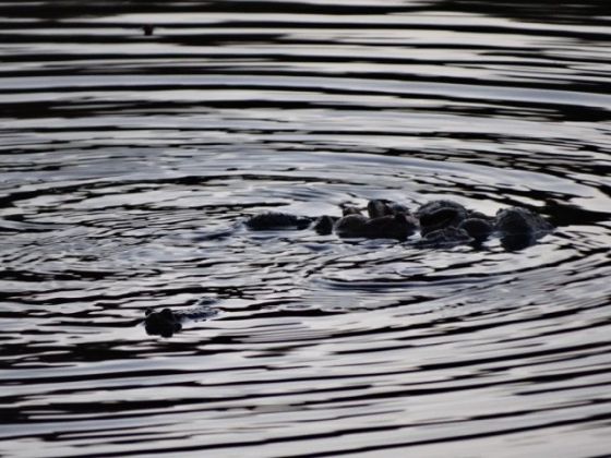 Padd Klump med fler som kommer