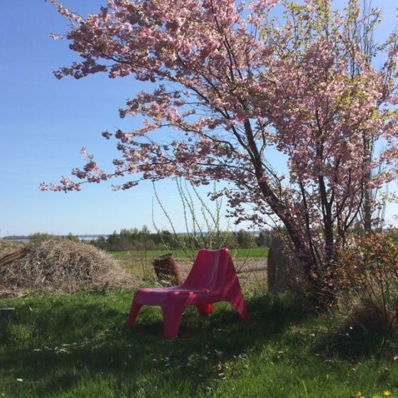 under körsbärsträdet