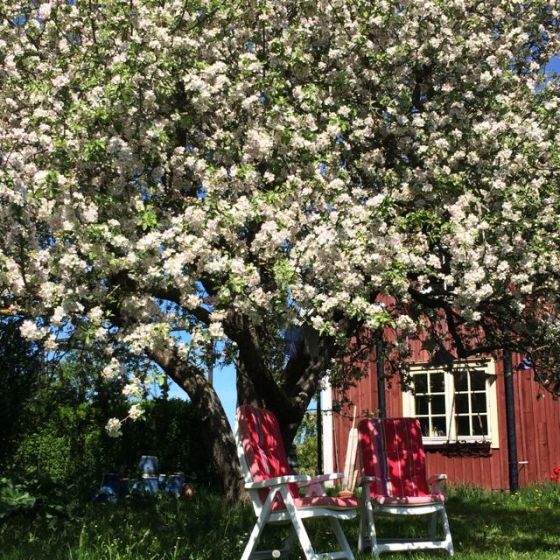 under äppelträdet