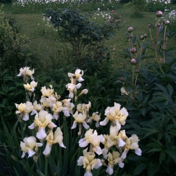 rabatt m svädrslilja