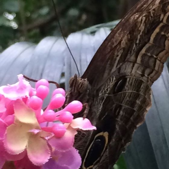 Rita, fjäril & blomma