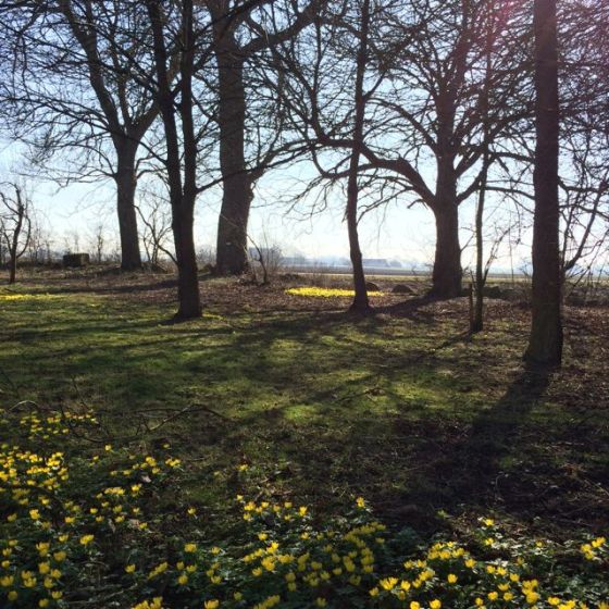 Vintergäck o vårsol