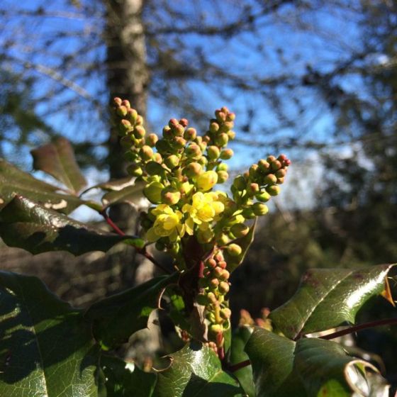 Mahonia