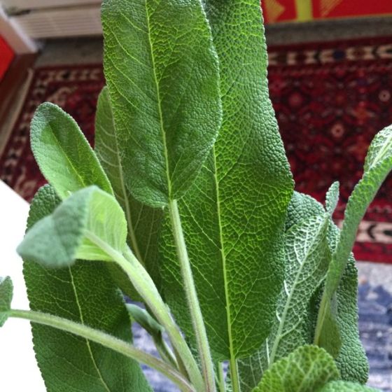 salvia, sage