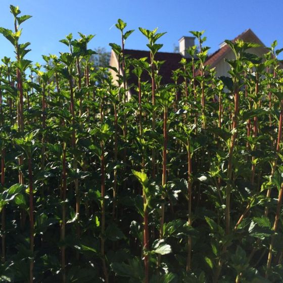 höga häcken o huset