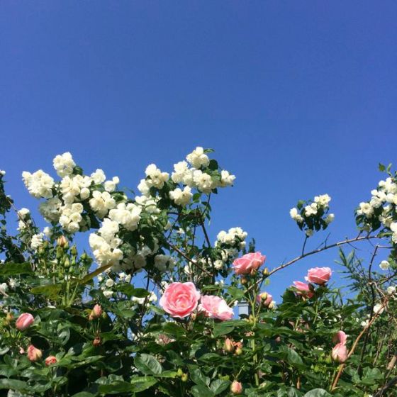 Astridrosor och jasmin