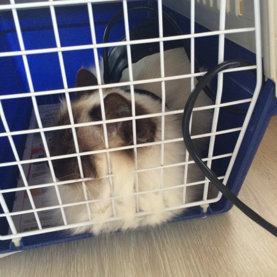 Angel får frekvensbehandling