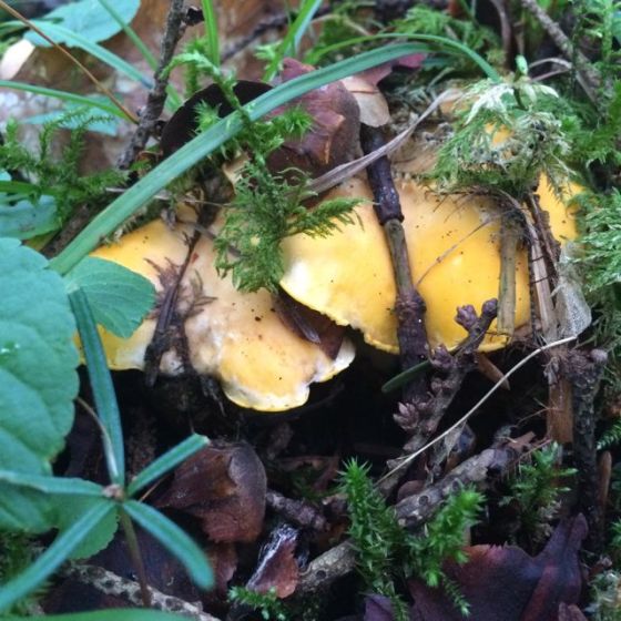 kantareller i skogen