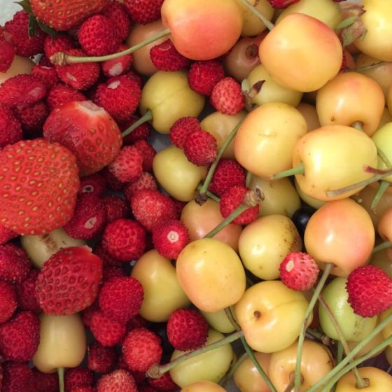 körsbär, smultron och jordgubb