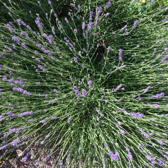 Lavendel