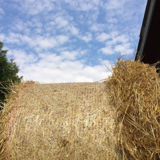 Halmbal o himmel