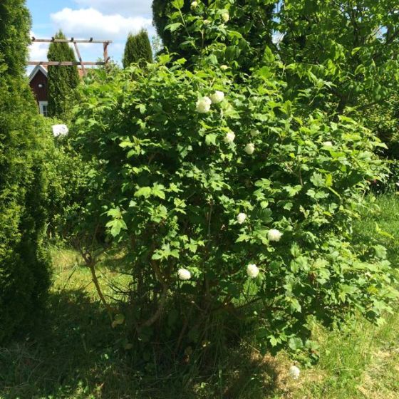 Doftolvon,  fri från ohyraohyra