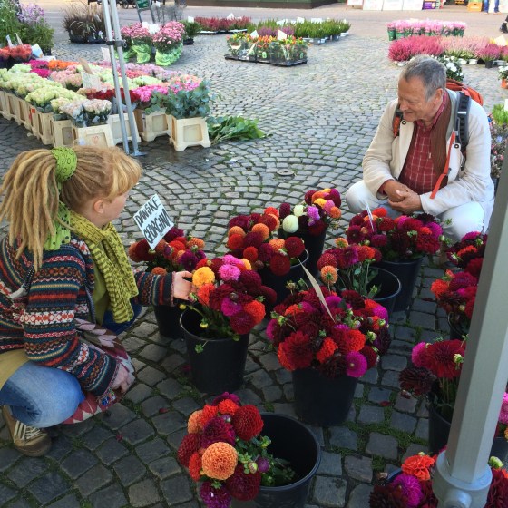 blommor, Helsingör