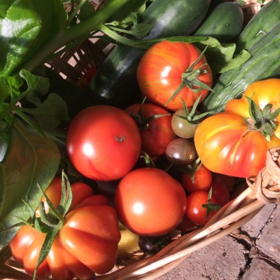 skördekorg, tomater -15
