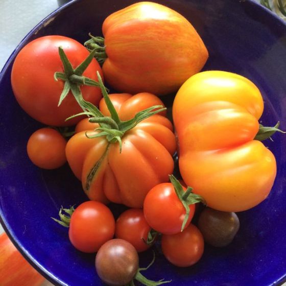 TOMATER I BLÅ SKÅL