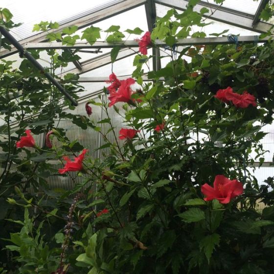 Ella-bHibiscus blommar