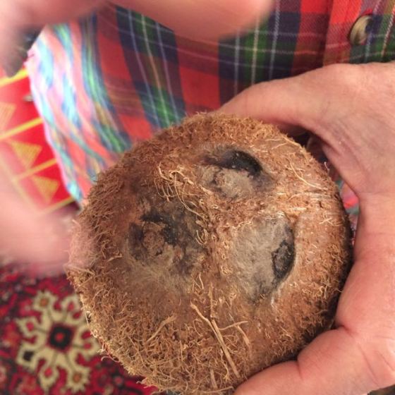 kokosnöt, de tre groparna