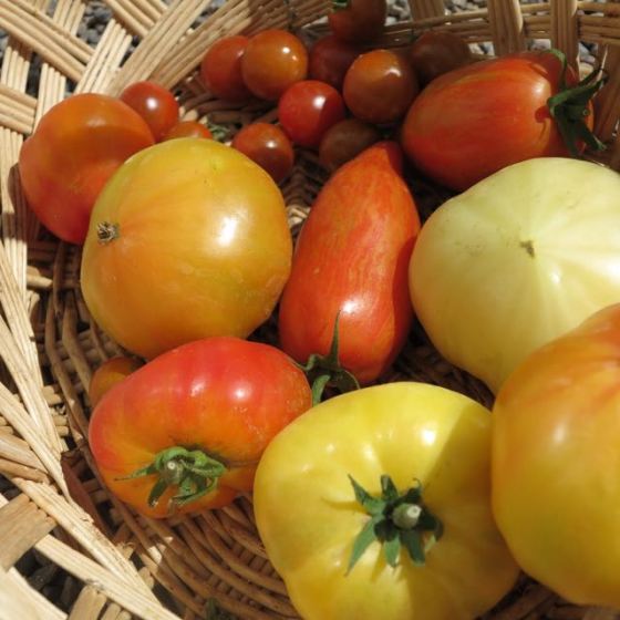 våra tomater, blandade