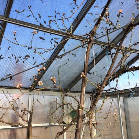 Persikoträd, blommor