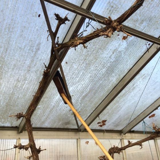 Tvätta taket, insida. Växthus