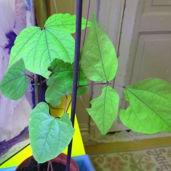 ätna blad, hjälmböna