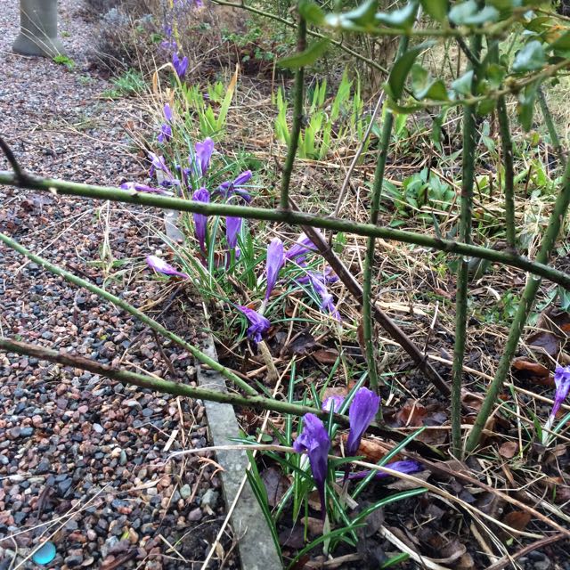 krokus i kanten