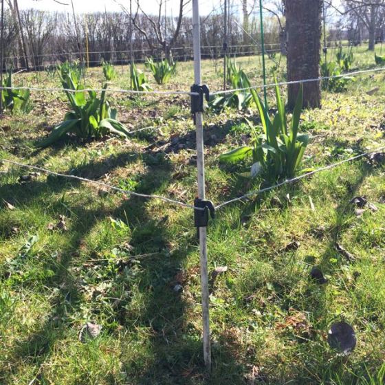 elstaket runt tulpanerna