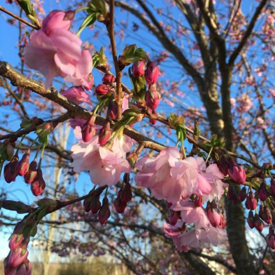 körsbärsblomsbuske