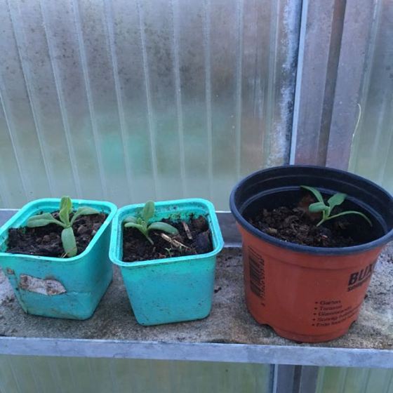 Ny Zeeländsk spenat