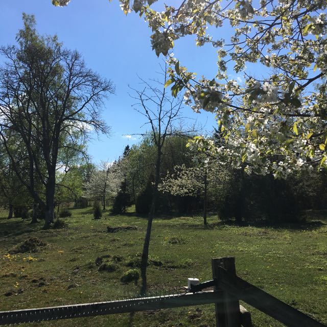 körsbärsblom på Omberg