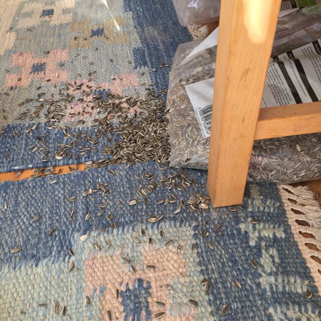 utspridda solros frön