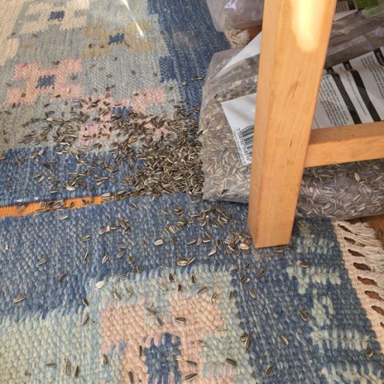 utspridda solros frön